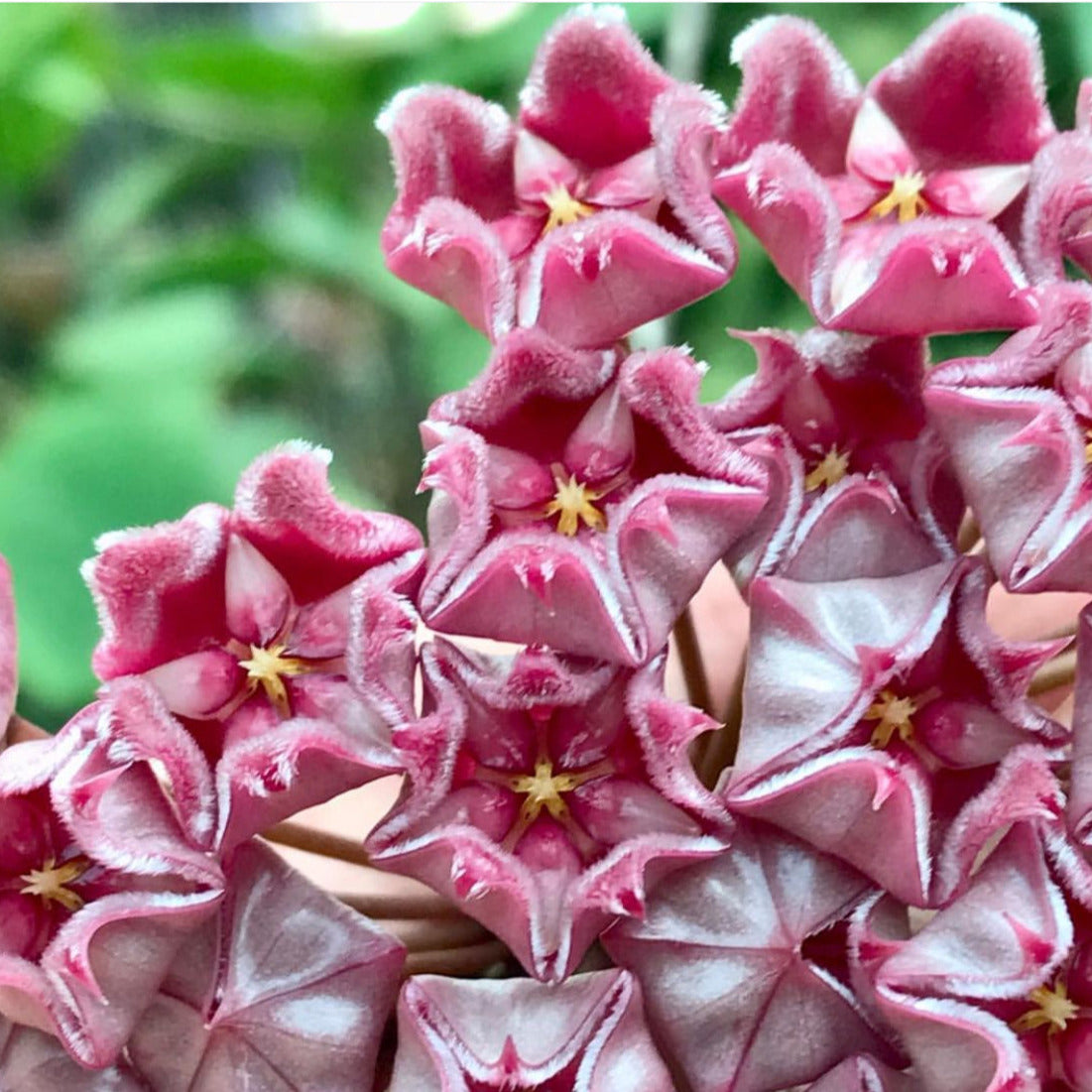 Hoya pubicalyx 'Jungle Garden' H197