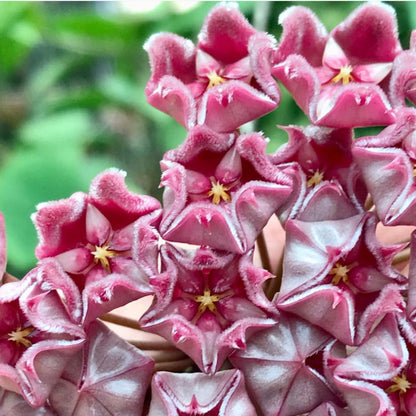 Hoya pubicalyx 'Jungle Garden' H197