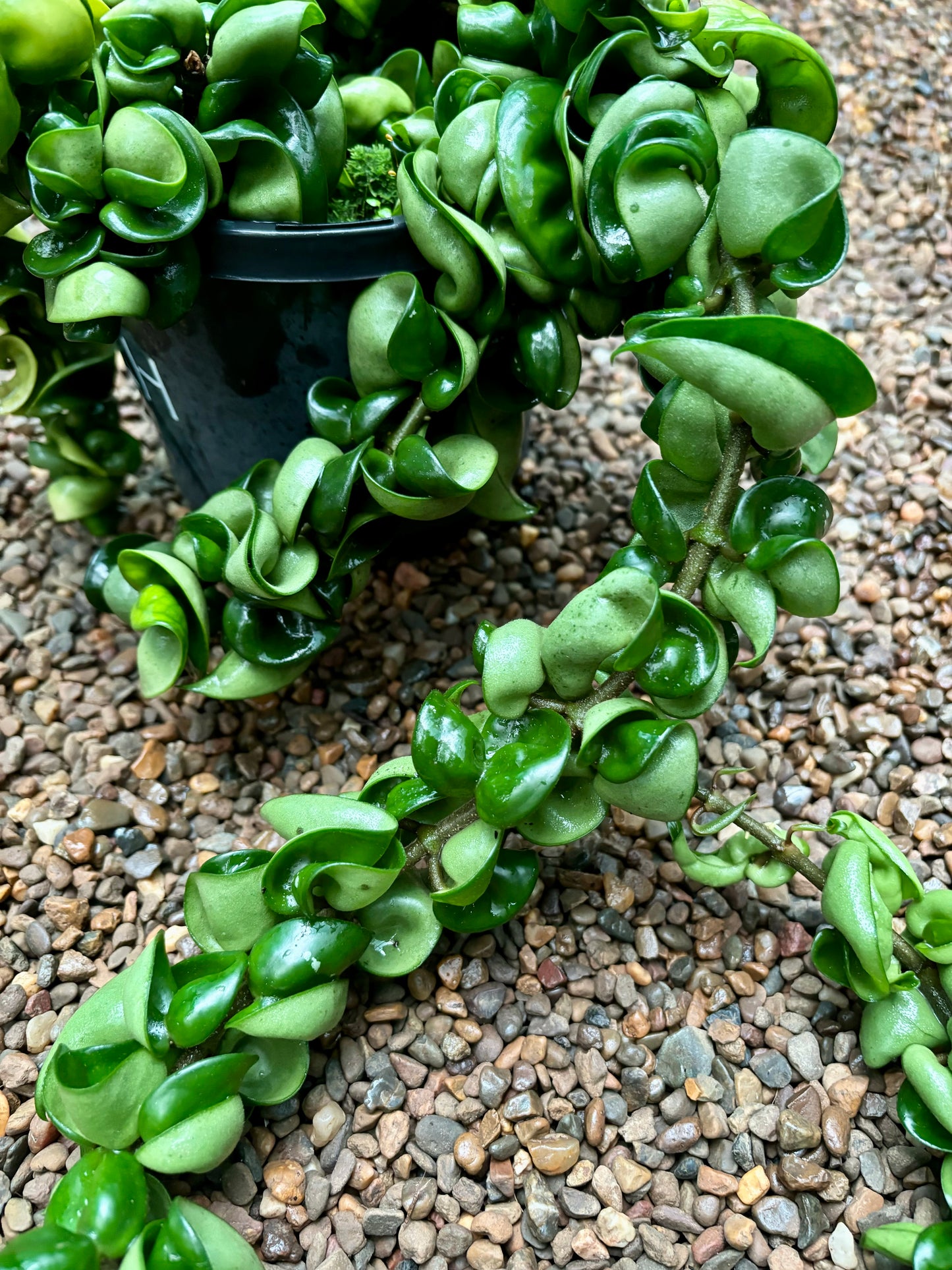 Hoya compacta Indian Rope H26