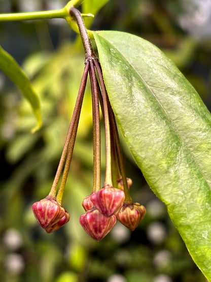 Hoya buotii IML 1862 H160