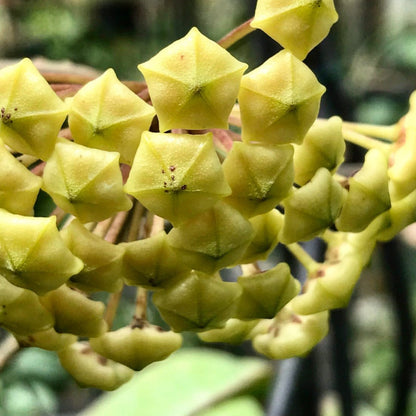 Hoya fuscomarginata H22