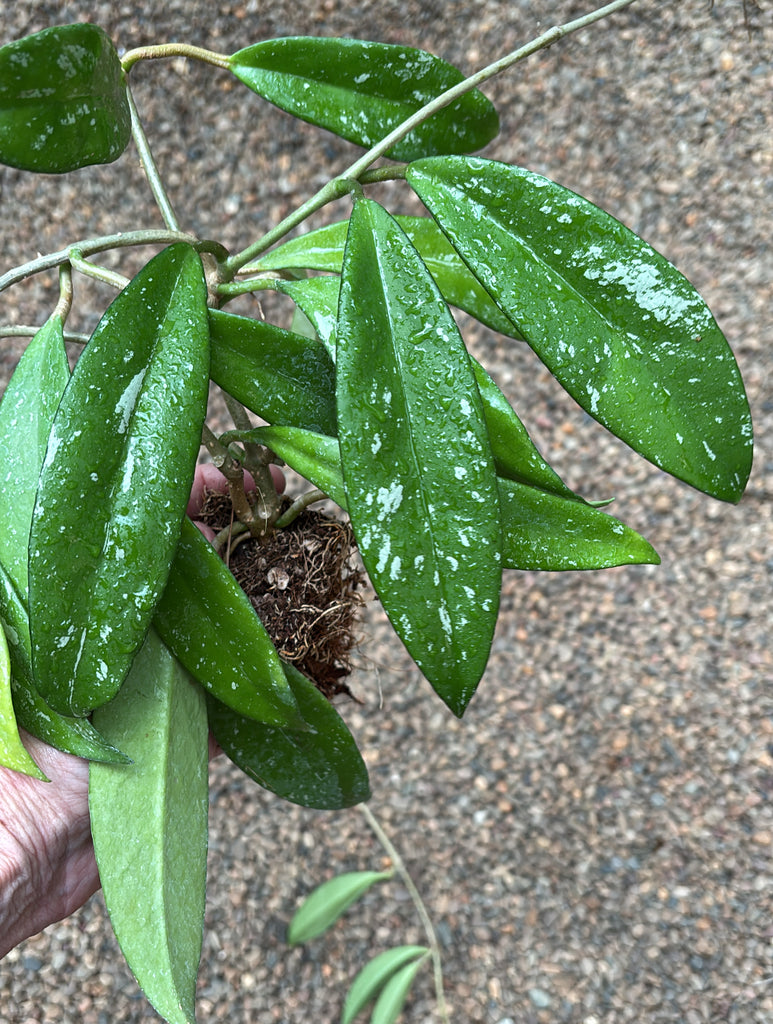 Hoya pubicalyx 'Silver Leaf' IML 0195 H285