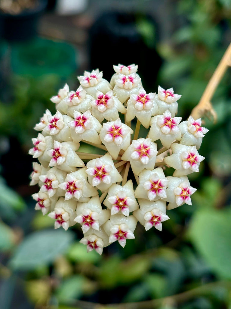 Hoya verticillata H205