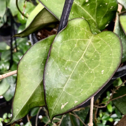 Hoya fuscomarginata H22