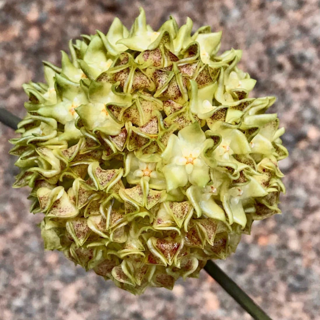 Hoya lambii H144