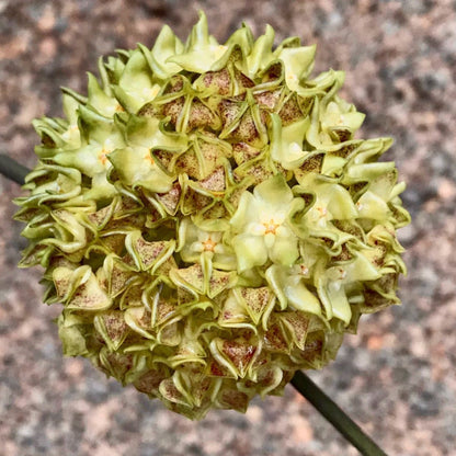 Hoya lambii H144