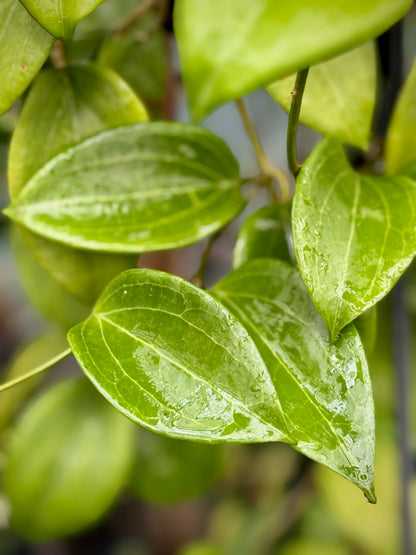 Hoya merrillii H20