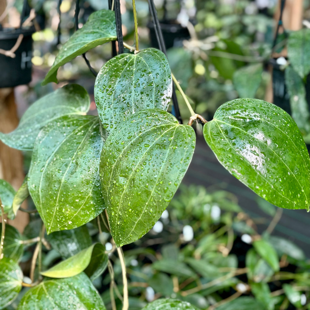 Hoya latifolia IML 1590 H116