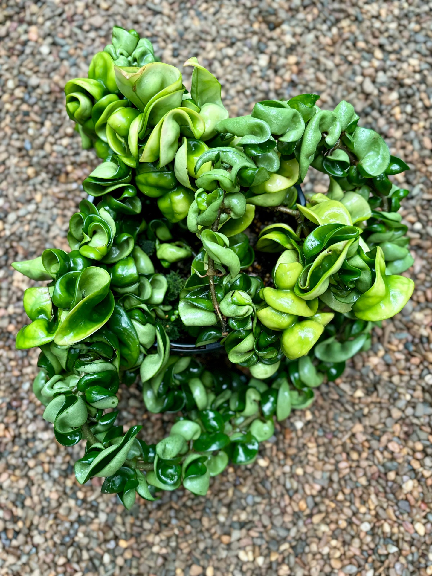 Hoya compacta Indian Rope H26