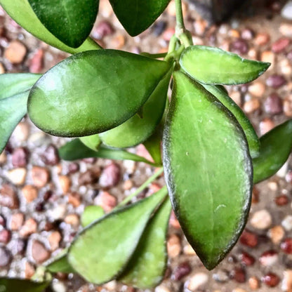 Hoya bilobata Philippines IML 0231 H322
