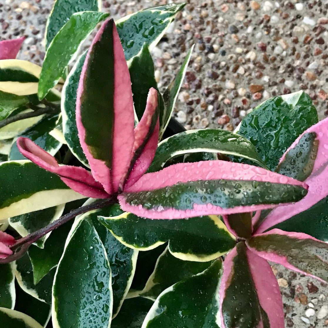 Hoya carnosa variegata 'Purple Pride' H216