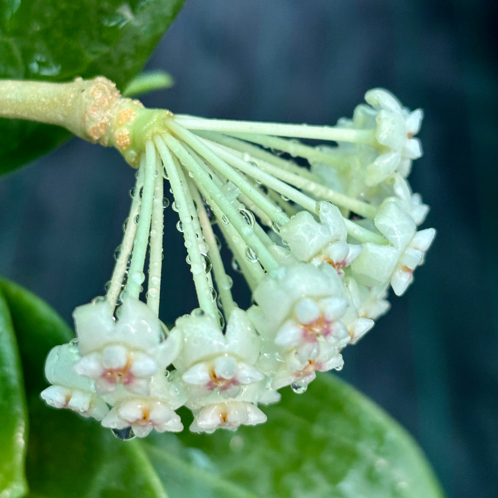 Hoya 'Christine' H180