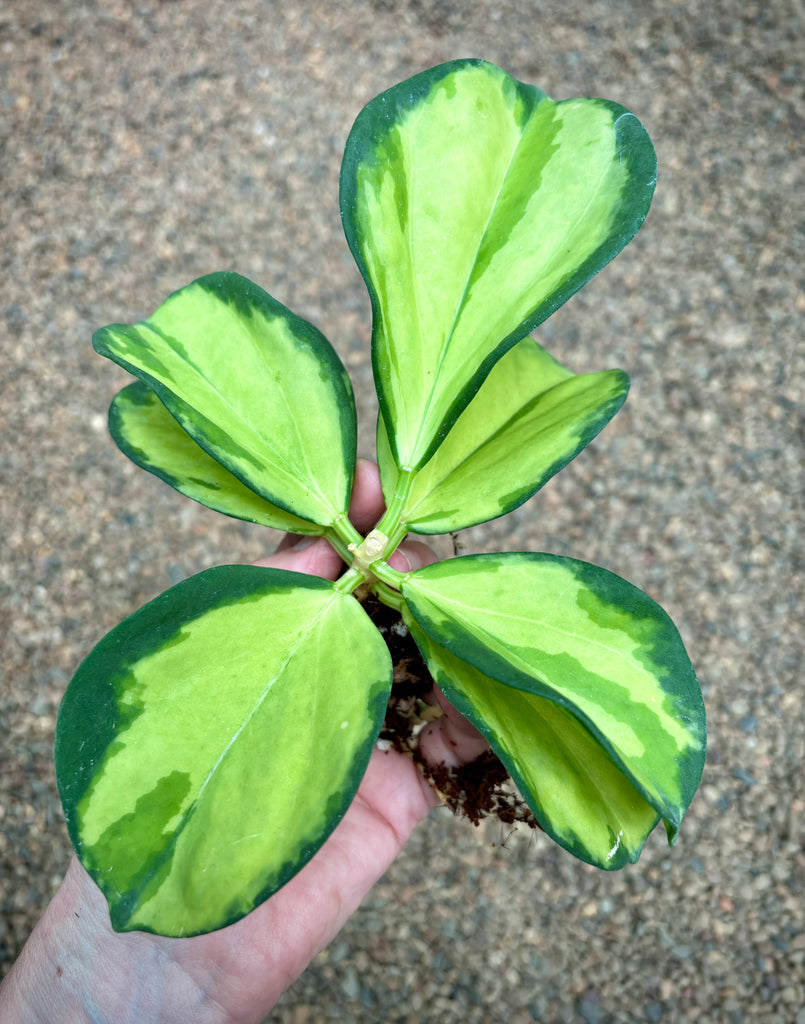 Hoya subquintuplinervis (variegata) H392