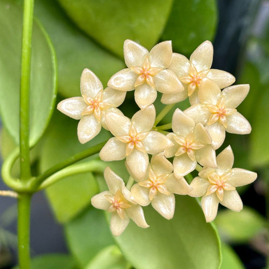 Hoya vanuatuensis H5