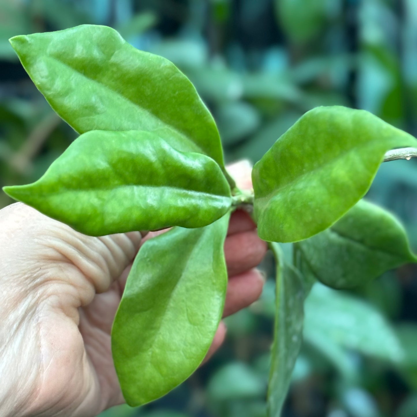 Hoya australis ssp. oramicola IML 0885 H219