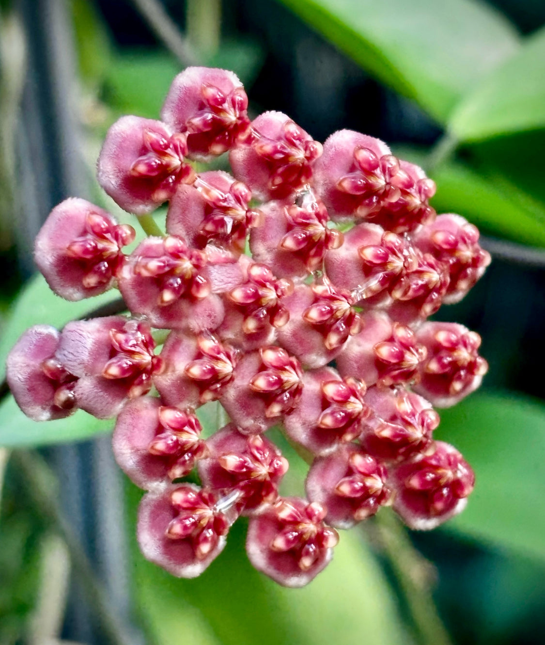 Hoya halophila IML 1116 H103