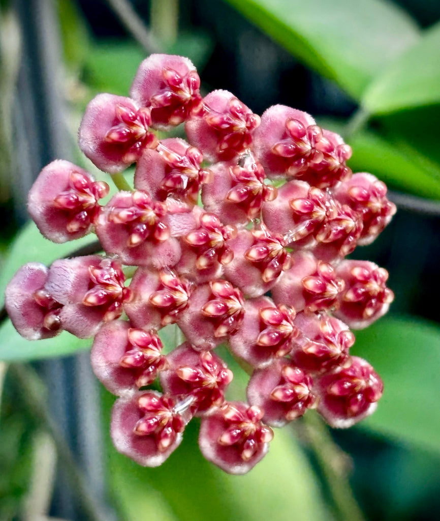 Hoya halophila IML 1116 H103