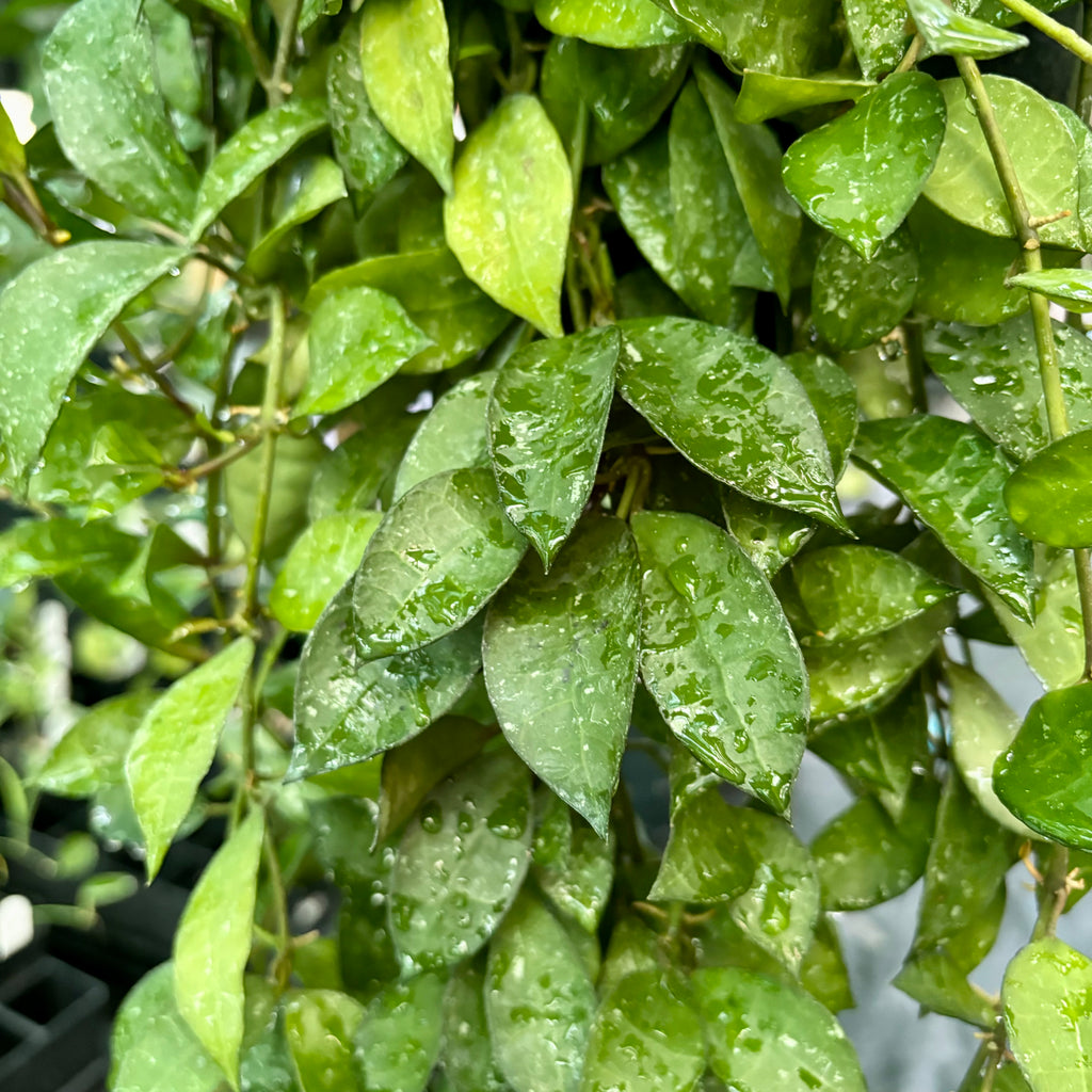 Hoya lacunosa - thick leaf H303