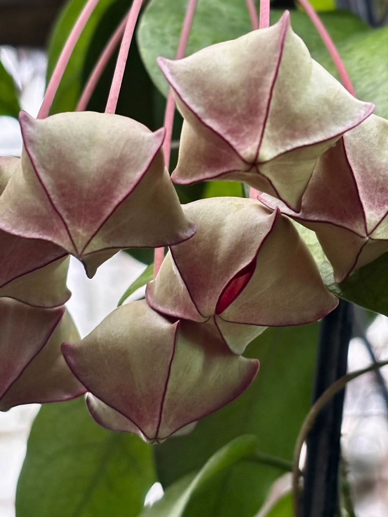 Hoya macgillivrayi H34