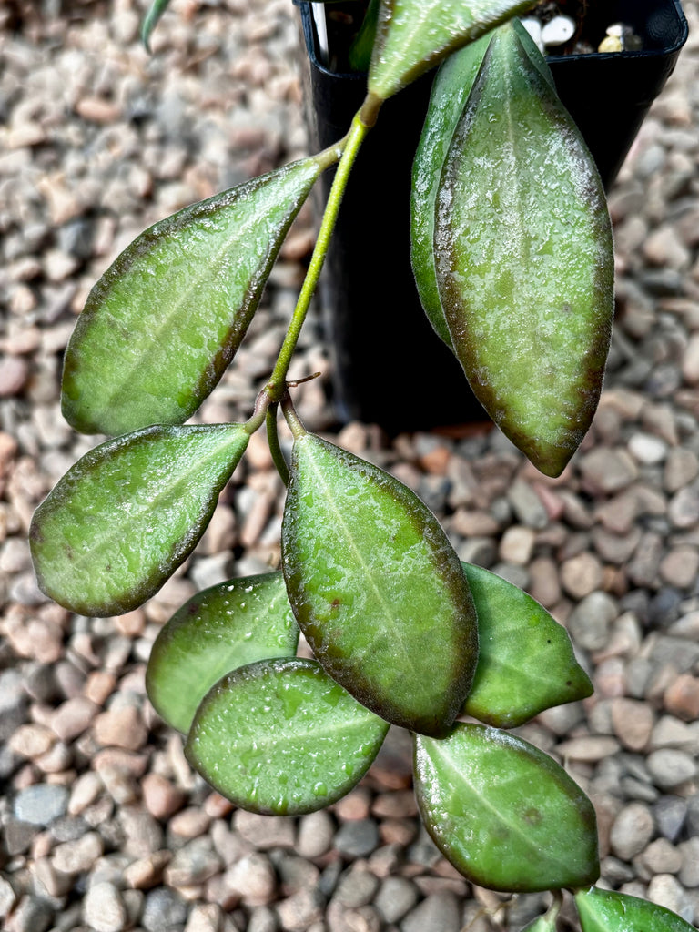 Hoya sp. aff. burtoniae H191