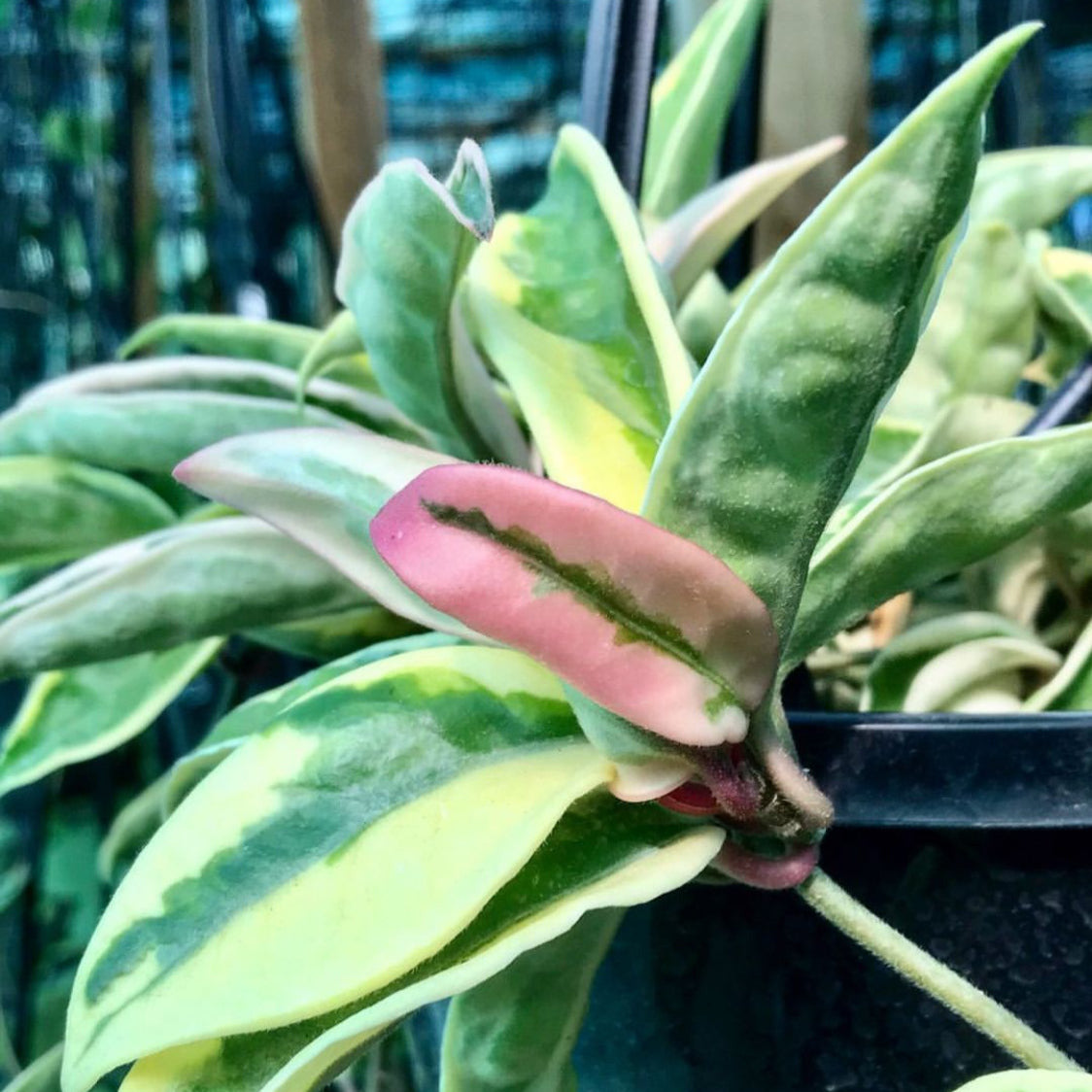 Hoya carnosa 'Suzie Q' H287