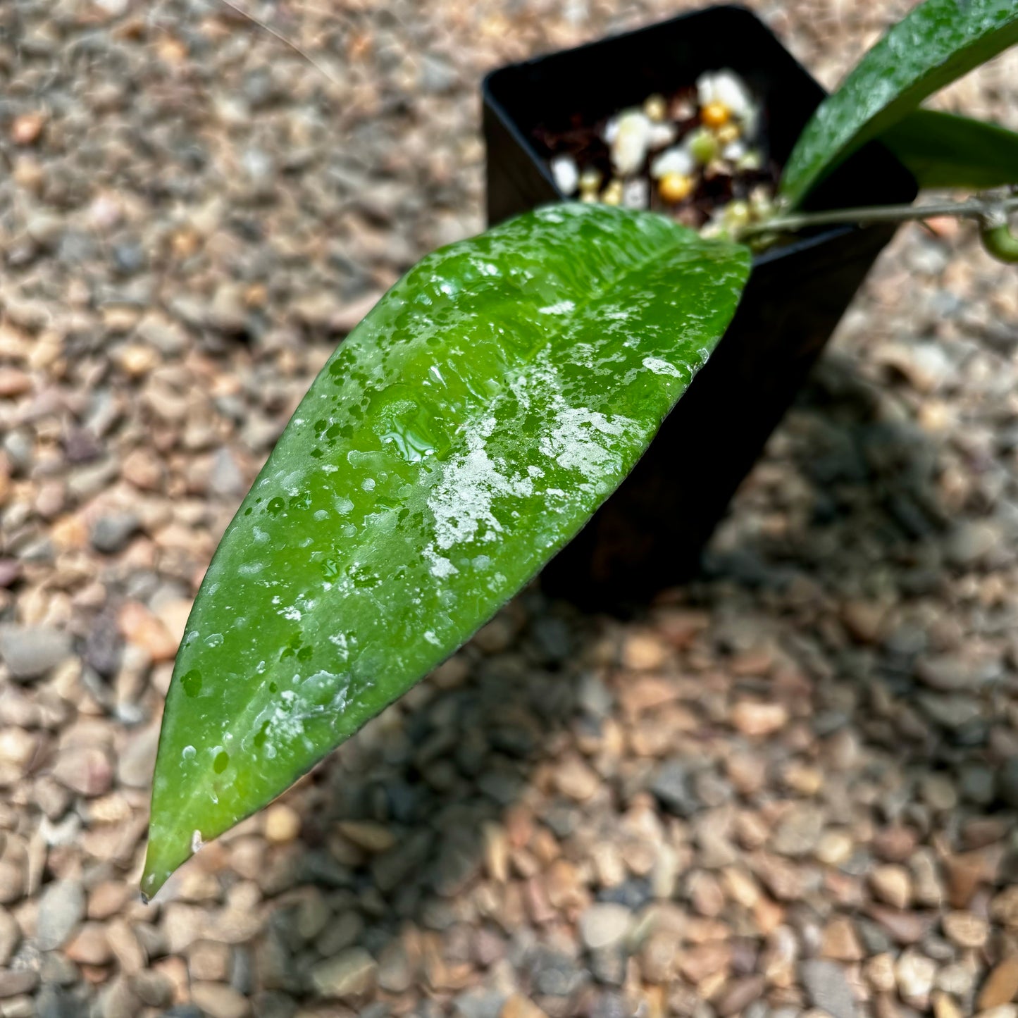 Hoya kaikoeana H469