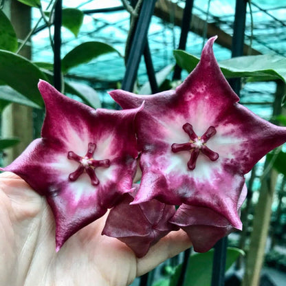 Hoya macgillivrayi 'Langkelly Ck. Qld.' IML 0015 H63