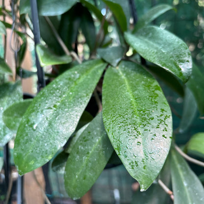 Hoya pimenteliana IML 1894 H71