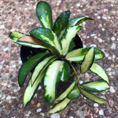 Hoya wayetii variegata H324