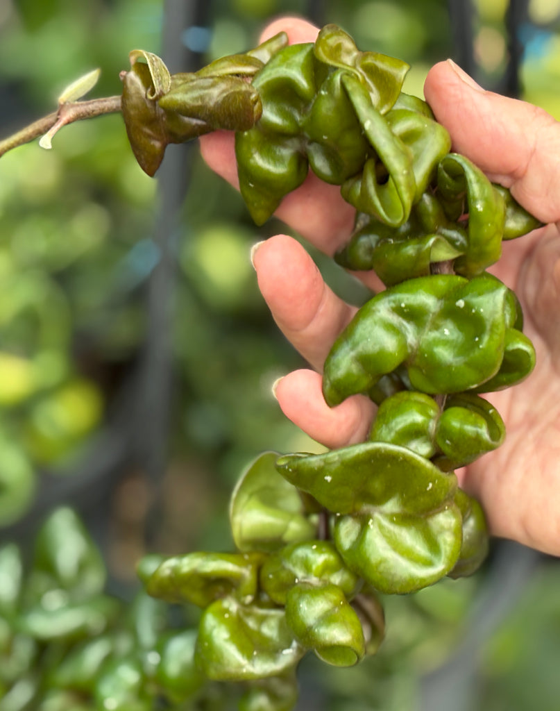 Hoya compacta Dwarf Rope H204