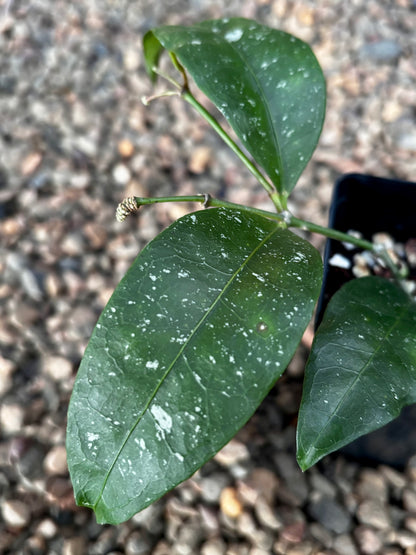 Hoya amicabilis H447
