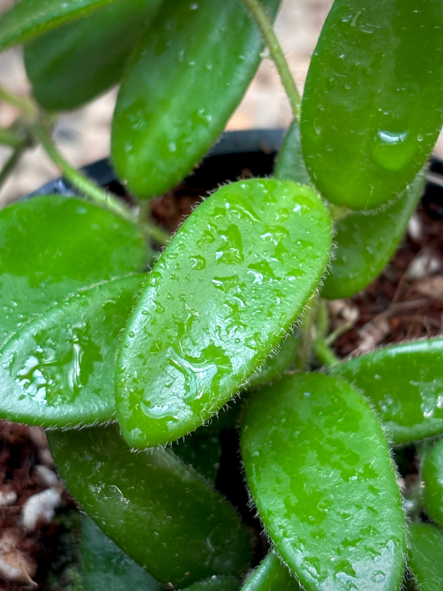 Hoya spectatissima H420