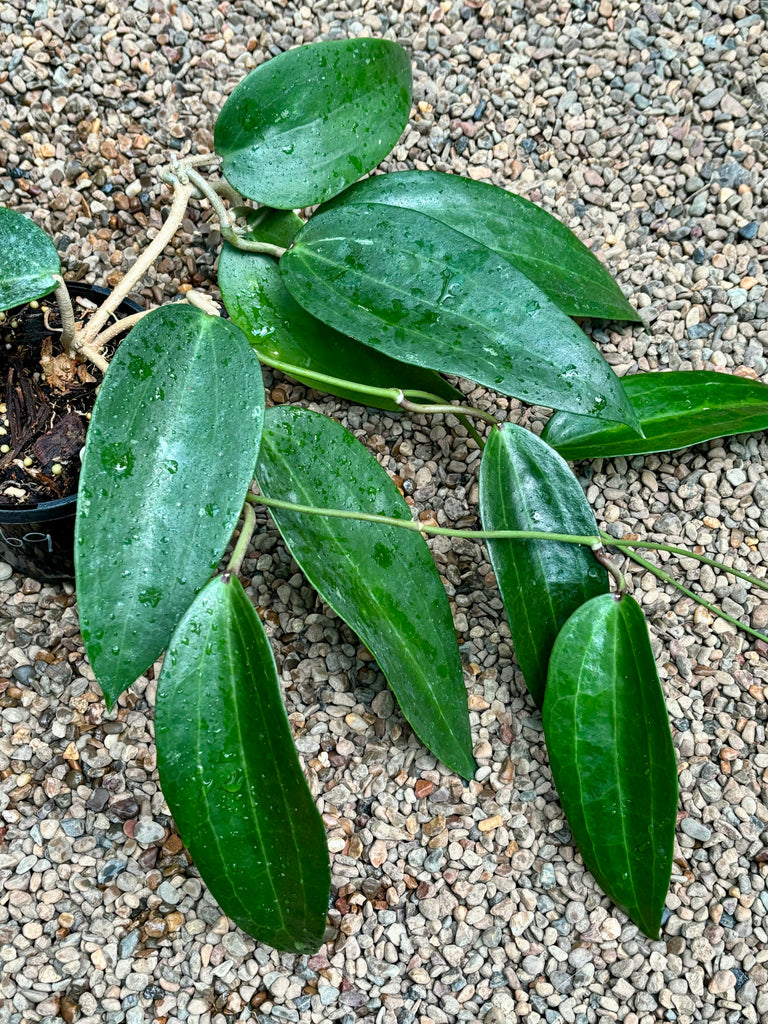 Hoya latifolia Java 0161 H269