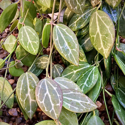Dischidia ovata D21