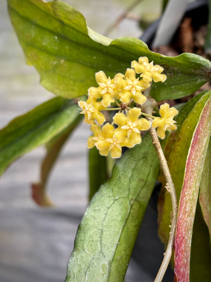 Hoya erythrina H24