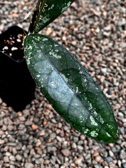 Hoya aff. clemensiorum H488
