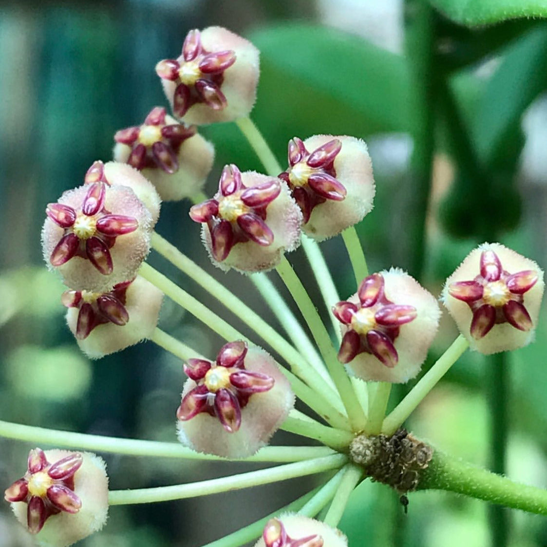 Hoya andalensis IML 1836 H93