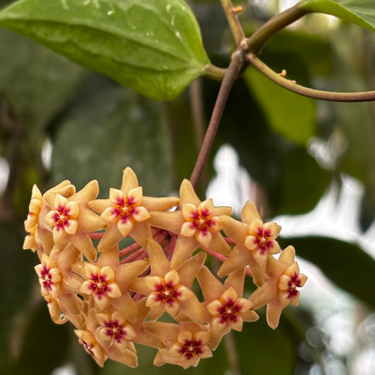 Hoya limoniaca IML 0092 H253