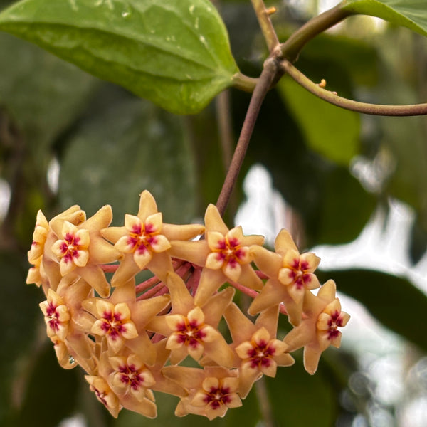 Hoya limoniaca IML 0092 H253