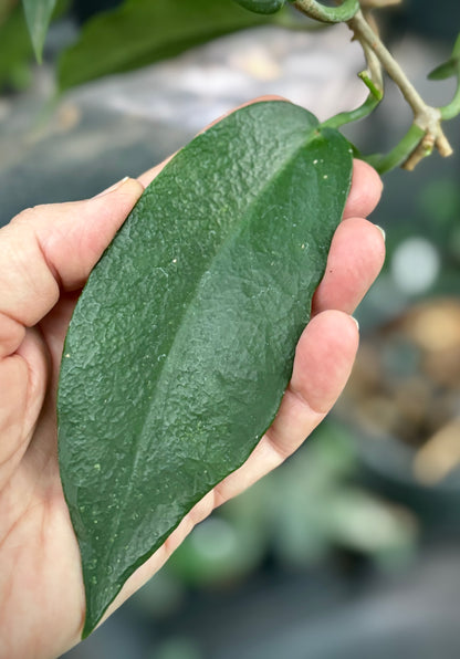 Hoya macgillivrayi 'Massey River Qld.' IML 0017 H65