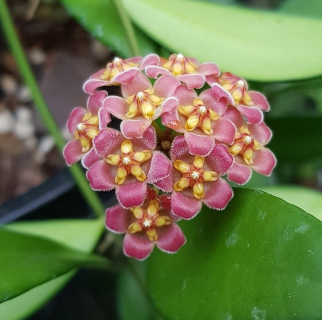 Hoya davidcummingii IML 0892 H55