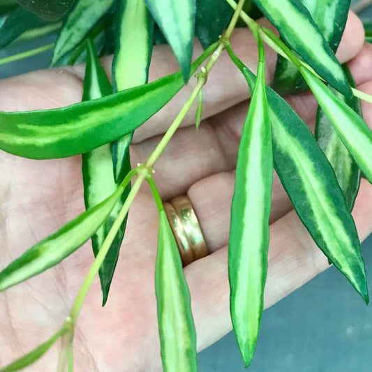 Hoya tsangii (variegata) H214