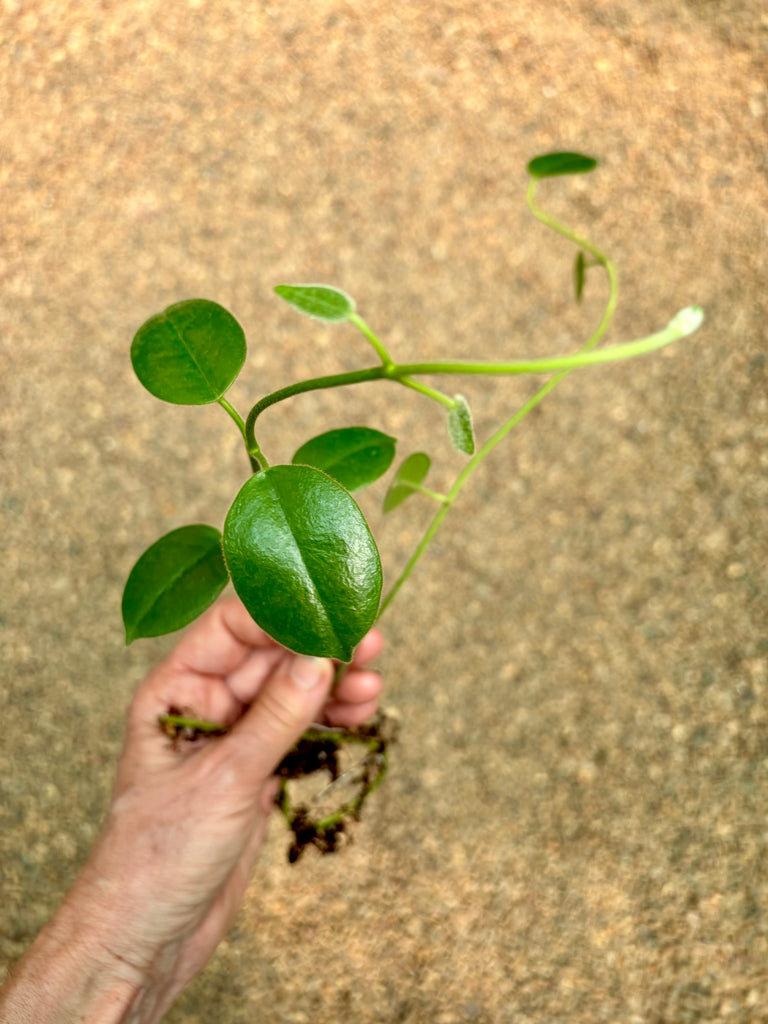 Hoya ciliata H39