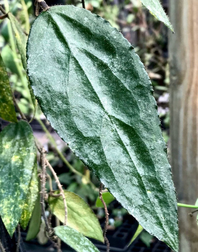 Hoya caudata v crassifolia H200