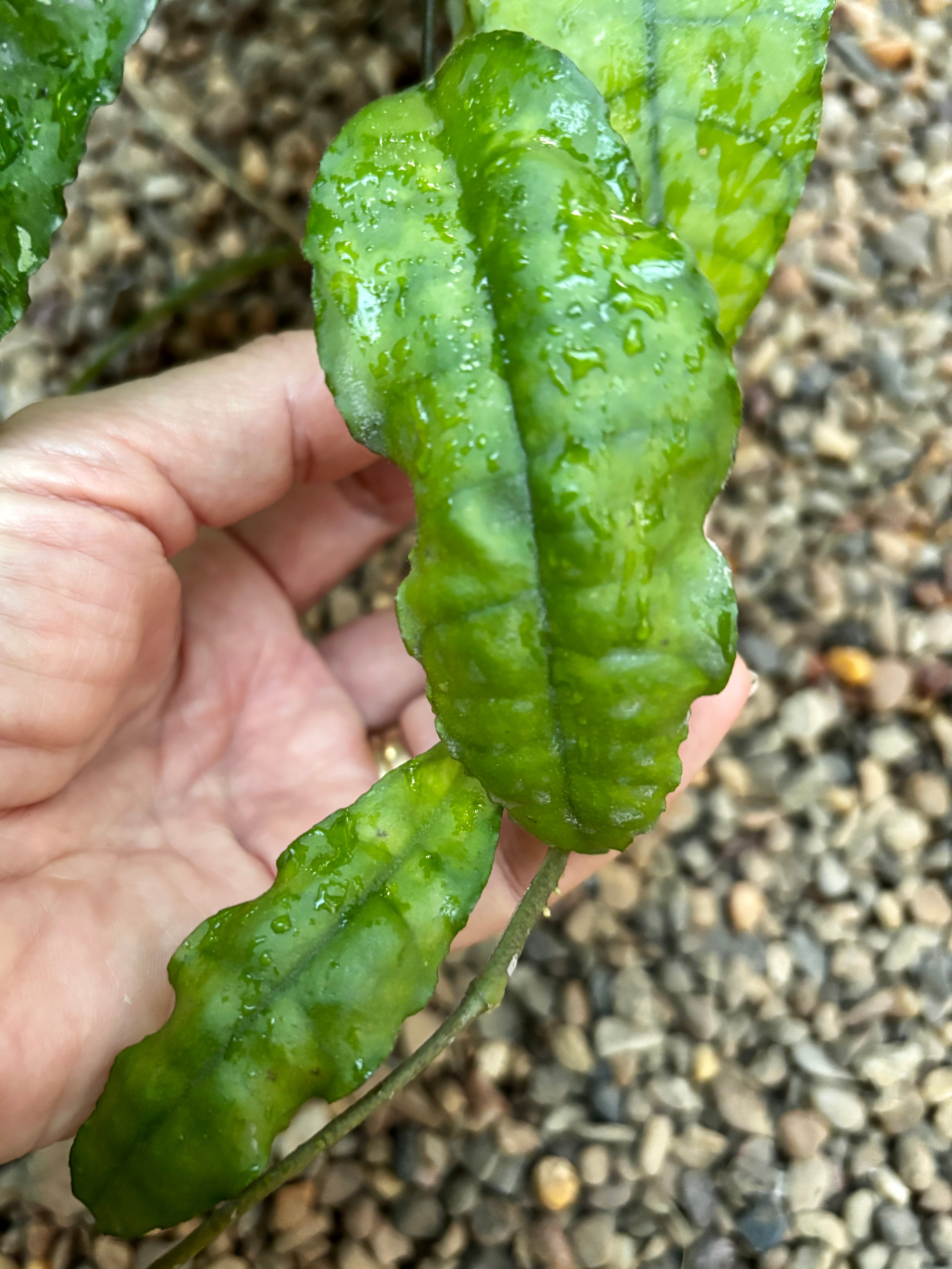 p様　HOYA2種 Hoya sp. Thailand IML 1420 H135 – Hoya Store Australia