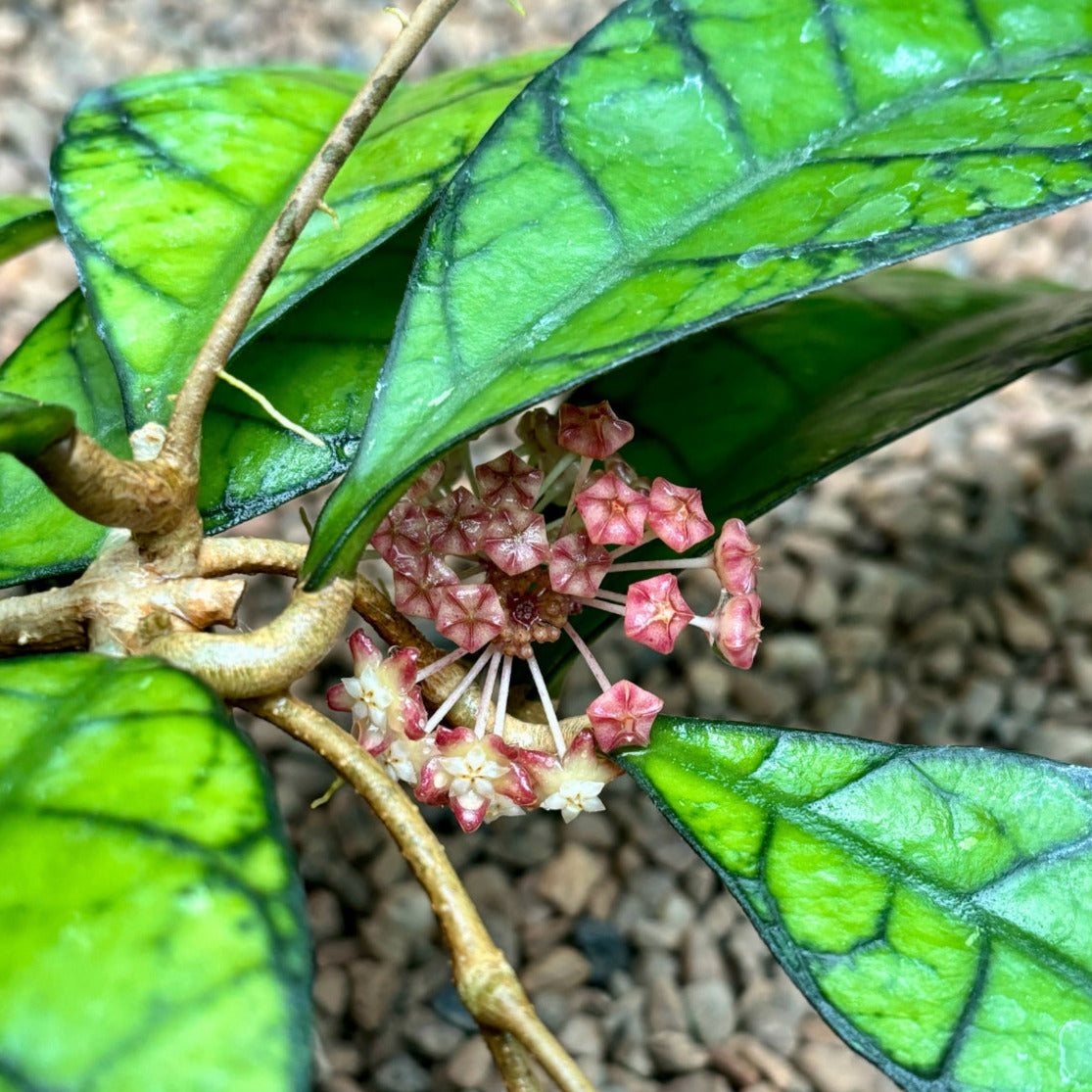 Hoya callistophylla Sabah IML 1762 H316