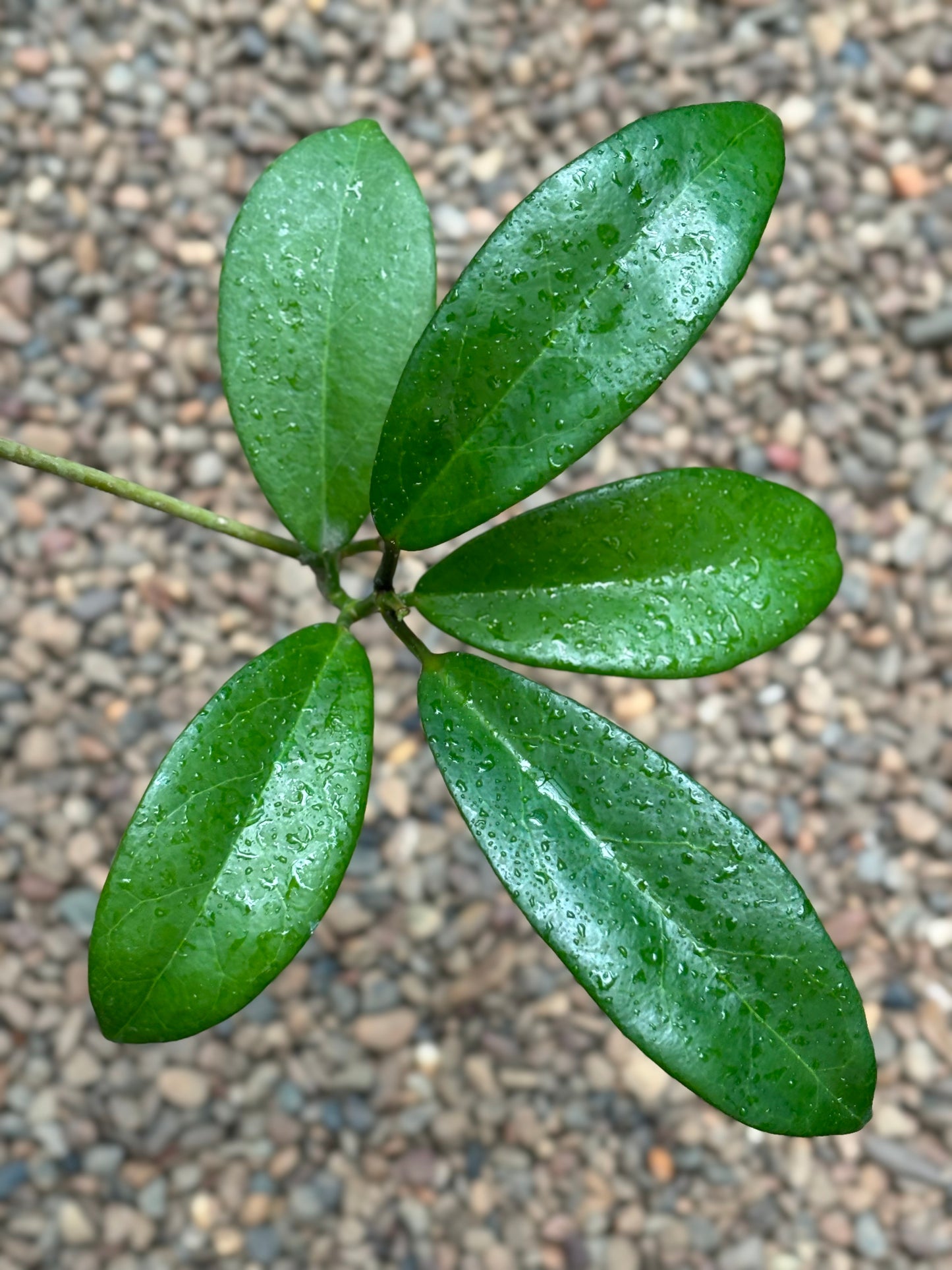 Hoya naumannii IML 0198 H186