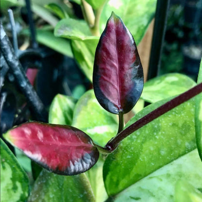 Hoya australis ssp. tenuipes 'Lisa' H288