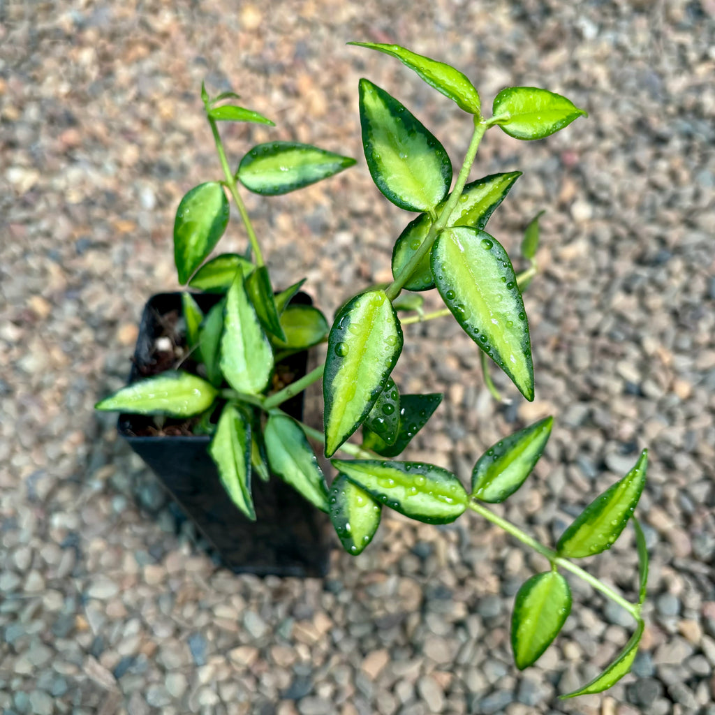 Hoya bella (variegata) H397