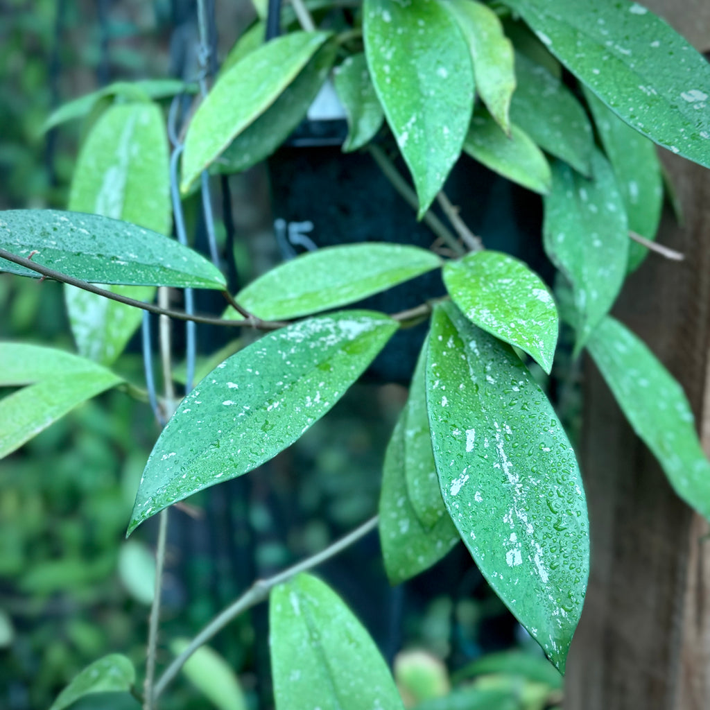 Hoya pubicalyx 'Silver Leaf' IML 0195 H285